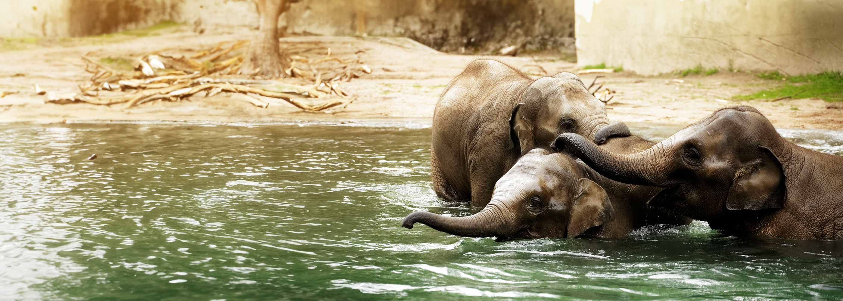 Drei Elefanten spielen im Wasserbecken im Tierpark Hagenbeck.
