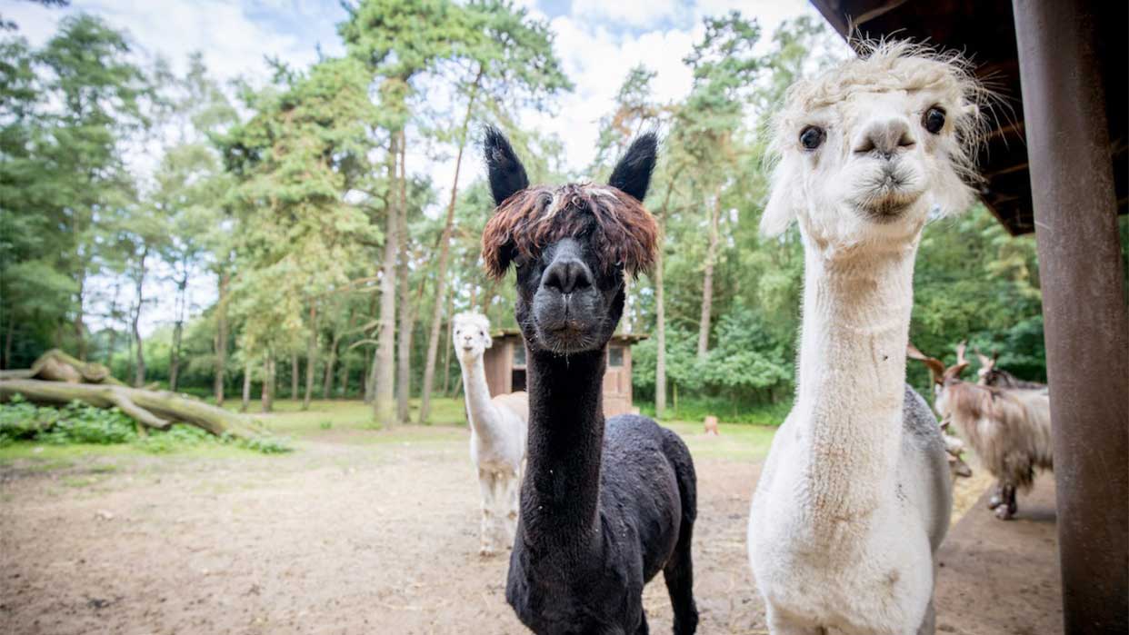Zwei Alpakas in der Lüneburger Heide, eines schwarz mit braunem Haarschopf, eines weiß, beide schauen in die Kamera.