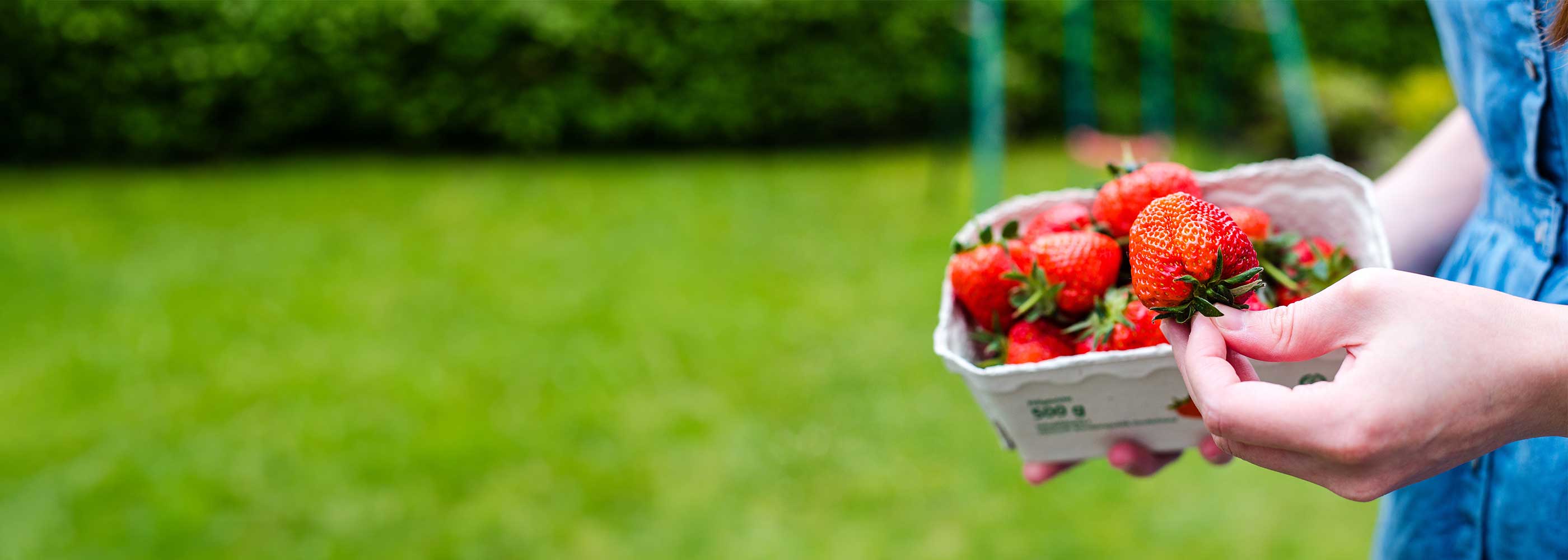 Frau hält eine Schale mit frischen roten Erdbeeren vor grünem Hintergrund.