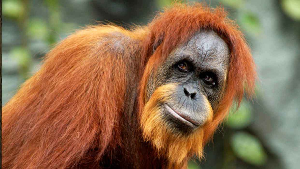 Orang-Utan mit rötlich-orangefarbenem Fell und markantem Gesichtsausdruck, im Vordergrund sitzend, vor einem unscharfen, natürlichen Hintergrund.
